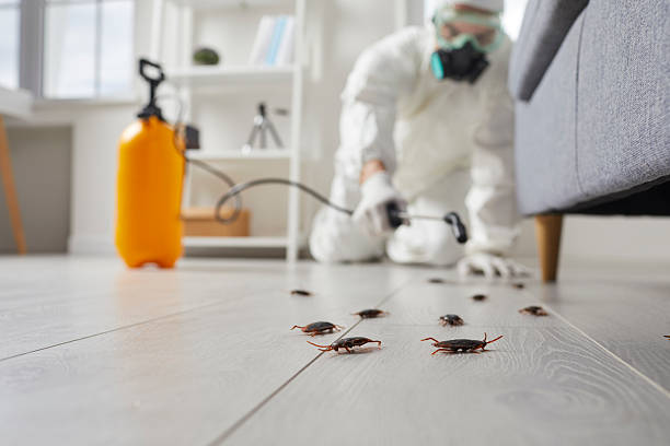 Post-Treatment Bed Bug Interceptor Monitoring in Anthony